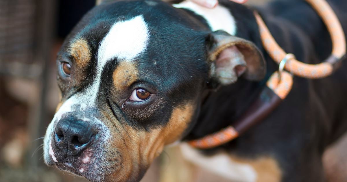 Animal shelter crisis in DeKalb, Fulton