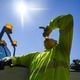 Anthony Lowe, staff of the city of Fayetteville public works, takes a water break on the side of a highway in Fayetteville on Tuesday, June 25, 2024.  (Ziyu Julian Zhu / AJC)