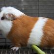 A Peru Guinea Pig stands at an agricultural research farm where breeding animals are raised for distribution to farms across the country, in Lima, Peru, Thursday, Oct. 3, 2024. Peruvian guinea pigs, locally known as 'cuy,' have been traditionally raised for meat consumption since pre-Inca times. (AP Photo/Guadalupe Pardo)