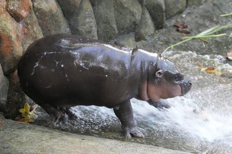 Two-month-old baby hippo Moo Deng plays with water from a zookeeper at the Khao Kheow Open Zoo in Chonburi province, Thailand, Thursday, Sept. 19, 2024. (AP Photo/Sakchai Lalit)