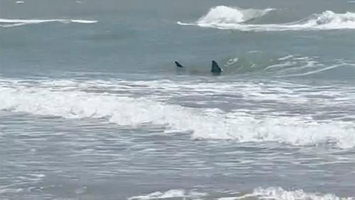 This image provided by Katie McMillan shows sharks near the shore on South Padre Island, Texas on Thursday, July 4, 2024. Shark attacks disrupted Fourth of July celebrations as two people were taken to the hospital with bites, at least one of them severe, authorities said. (Katie McMillan via AP)