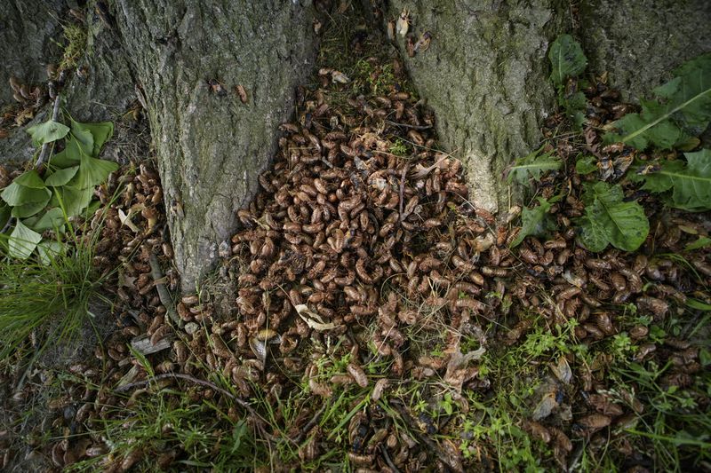 Periodical cicada nymphal shells pile up at the base of a tree on Saturday, May 18, 2024, in Charleston, Ill. Trillions of once hidden baby bugs are in the air, on the trees and perching upon people's shirts, hats and even faces. (AP Photo/Carolyn Kaster)