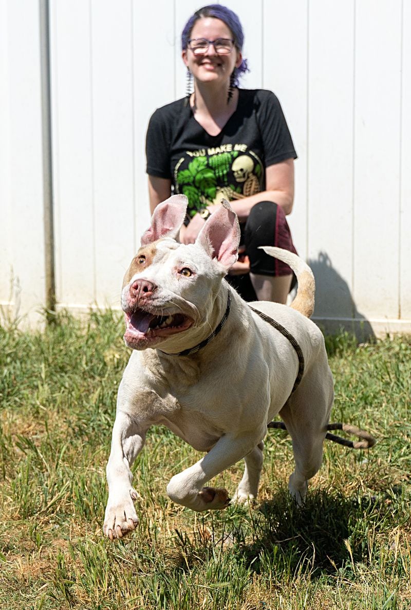 Tsareena is this week's adoptable pet from the DeKalb Animal Shelter.