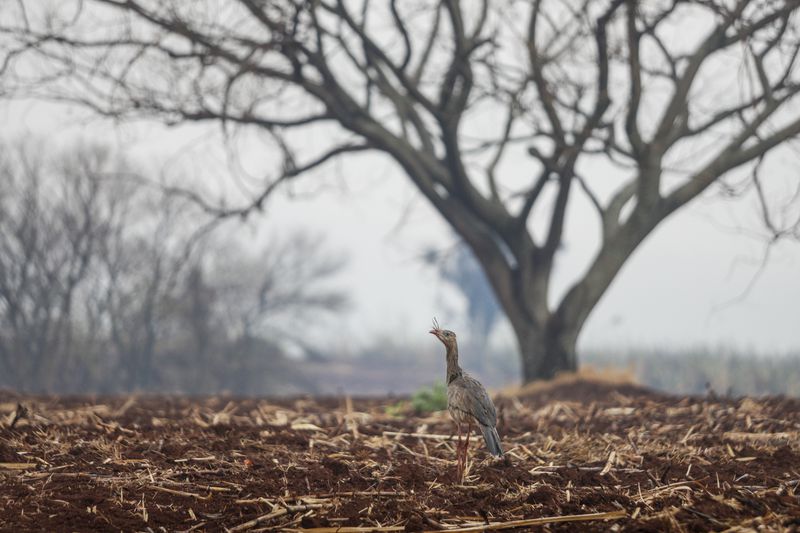 A bird stands on burnt reeds during nearby wildfires in Ribeirao Preto, Sao Paulo state, Brazil, Sunday, Aug. 25, 2024. (AP Photo/Marcos Limonti)