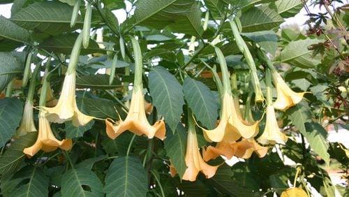 Although the shrub occasionally freezes to the ground, gardeners who love angel trumpets find it easy to root a few extra indoors in case a severe winter hits. (Walter Reeves for The Atlanta Journal-Constitution)