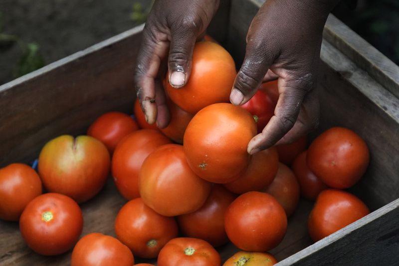 Farmer Alsi Yussuf, a refugee from Somalia, places freshly picked tomatoes from her greenhouse into a carrying box before they are cleaned and packaged at Fresh Start Farm, Aug. 19, 2024, in Dunbarton, N.H. (AP Photo/Charles Krupa)