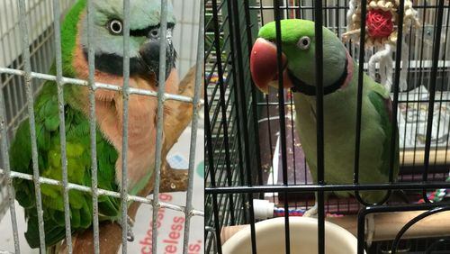 Two of the more than 300 birds recovered from a doctor's home in DeKalb sit in their cages. DeKalb Animal Services is seeking volunteers and donations.