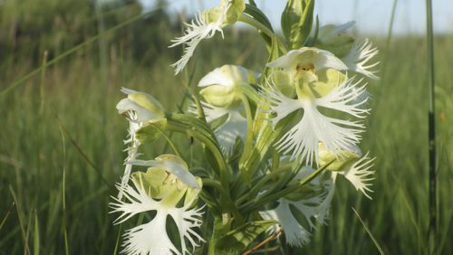 The western prairie fringed orchid is seen blooming on Wednesday, July 3, 2024, on the Sheyenne National Grassland in North Dakota. The orchid has declined due to loss of its native prairie habitat, among other factors, and is classified as a threatened species under the federal Endangered Species Act. (AP Photo/Jack Dura)