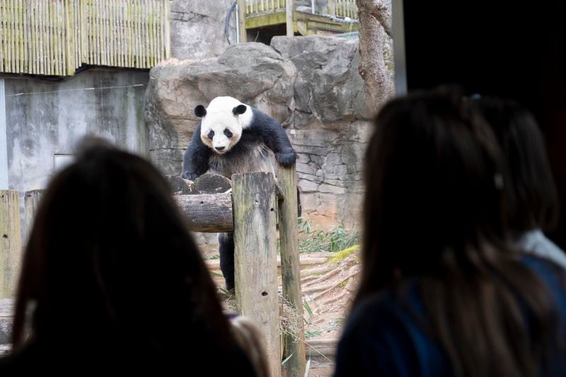 In the 1980s pandas were on the brink of extinction, but conservation efforts have increased their numbers to perhaps 1,850 in the wild, and another 600 in captivity.  (Ben Gray / Ben@BenGray.com)