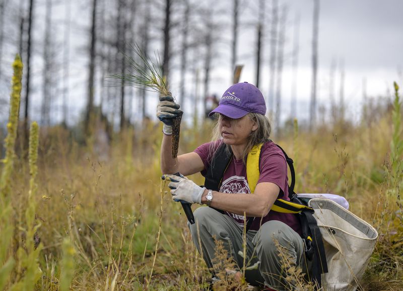 In this photo provided by The Nature Conservancy, Crystal K. Western Ford prepares to plant a seedling during a restoration project on the burn scar left by the Hermit's Peak/Calf Canyon Fire near Mora, N.M., Saturday, Sept. 21, 2024. (Roberto E. Rosales/The Nature Conservancy via AP)