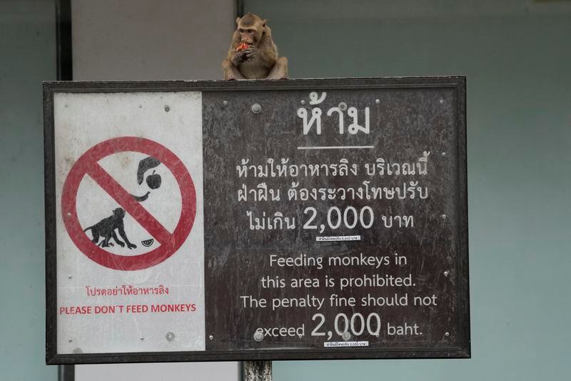 A monkey eats rambutan on a sign in Lopburi Province, north of Bangkok, Thailand, Friday, May 24, 2024. A Thai town, run ragged by its ever-growing population of marauding wild monkeys, began the fight-back, Friday, using trickery and ripe tropical fruit. (AP Photo/Sakchai Lalit)