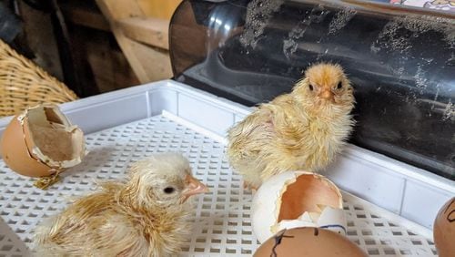 Students High Meadows School in Roswell learn about a subjects including avian embryology. These chicks, less than 24 hours old, hatched in the incubator overnight. The children came to school to find several chicks had emerged from the egg shells that are beside them. COURTESY OF HIGH MEADOWS SCHOOL