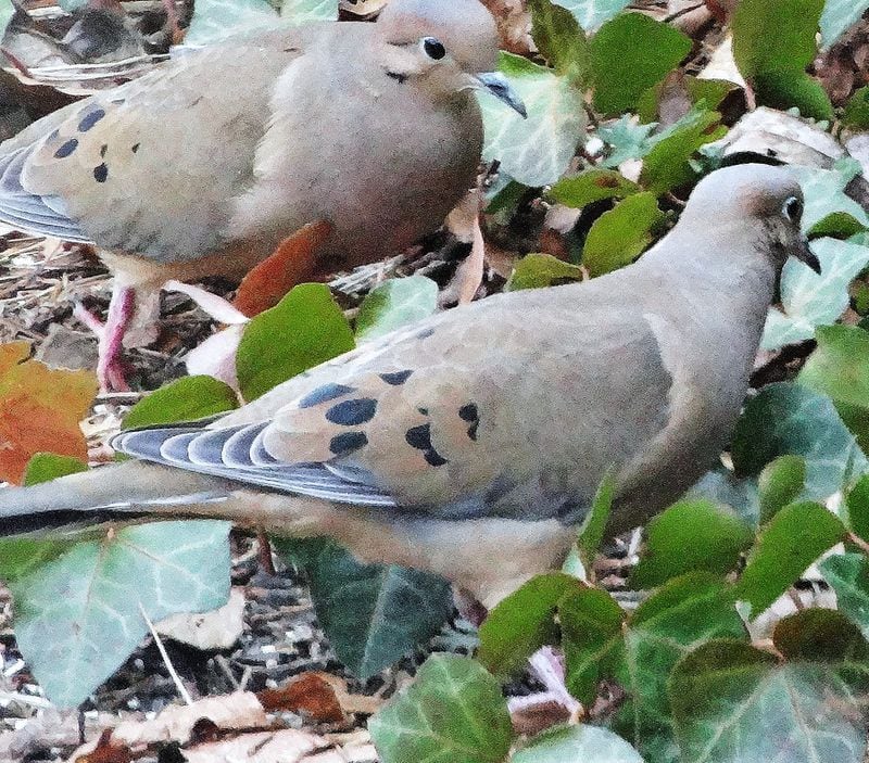 The turtle dove, also known as the mourning dove, will be one of the more common birds tallied during the 29 Christmas Bird Counts scheduled across Georgia this season. The counts begin Sunday and continue through Jan. 5. CHARLES SEABROOK/SPECIAL TO THE AJC