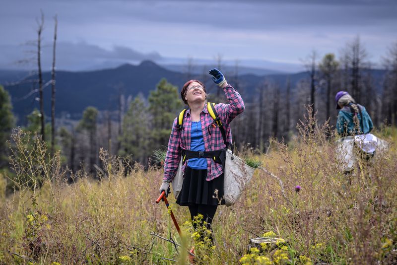 In this photo provided by The Nature Conservancy, volunteer Star Ford takes a break from planting seedlings to admiring birds perched on a tree as volunteers work on a restoration project within the burn scar of the Hermit's Peak/Calf Canyon Fire near Mora, N.M., Saturday, Sept. 21, 2024. (Roberto E. Rosales/The Nature Conservancy via AP)