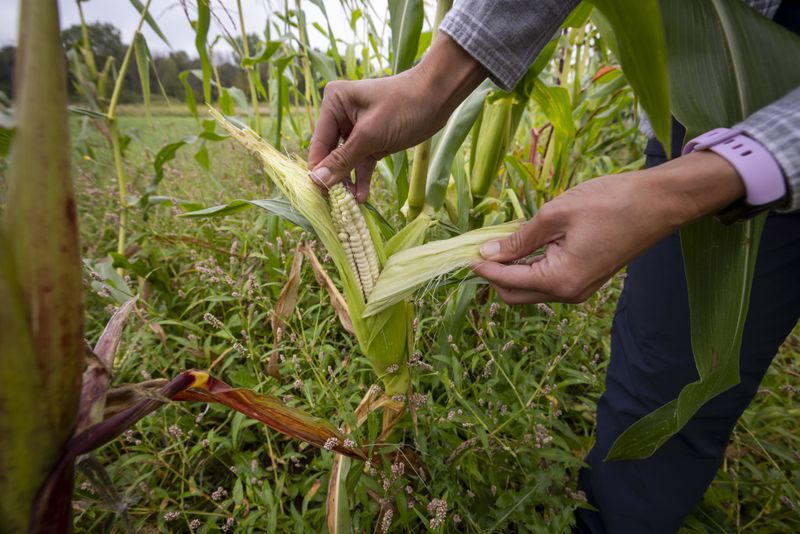 Lea Zeise, one of Ohe·laku's co-coordinators of the non-profit that works with the families planting crops, examines a cob of white corn in its early form known as green corn during a harvest on the Oneida Indian Reservation, Friday, Aug. 30, 2024, in Oneida, Wis. (AP Photo/Mike Roemer)