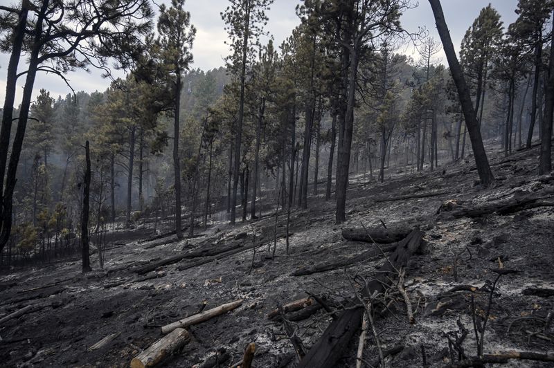 The First Thunder Fire started late on Monday and has continued through Wednesday, Sept. 4, 2024, west of Rapid City in the Black Hills, S.D. (Matt Gade/Rapid City Journal via AP)