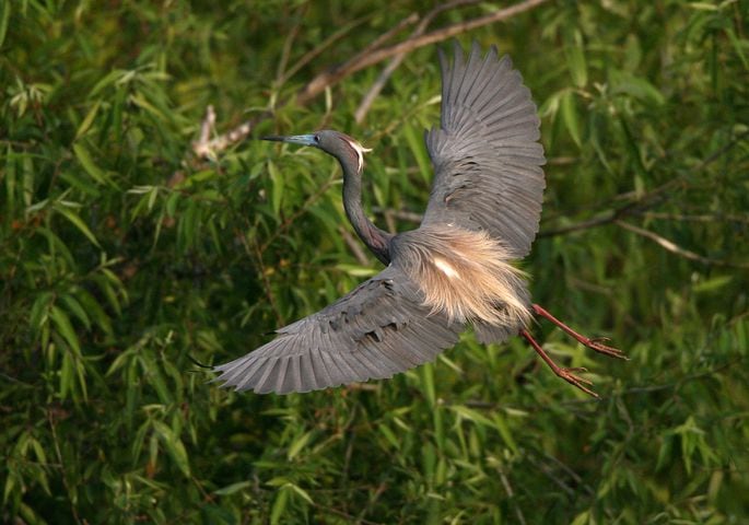 Coastal birds of Georgia