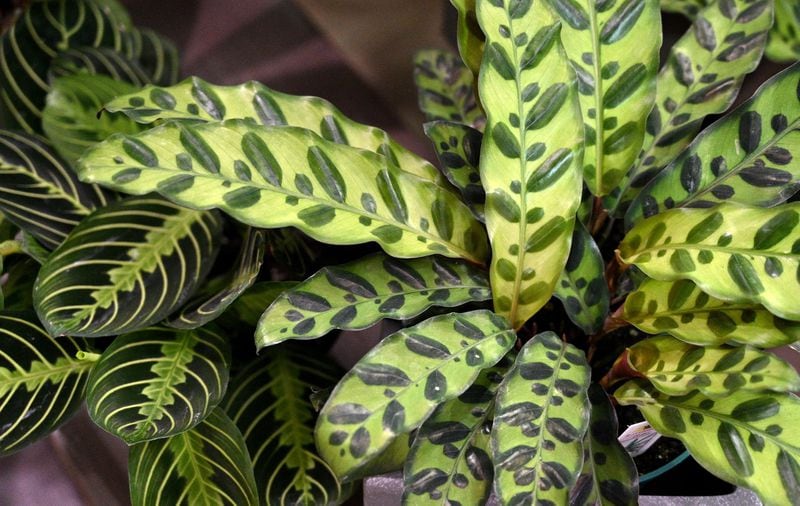 Calatheas at Pike Nurseries’ Lindbergh location on Thursday, April 30, 2020. (Hyosub Shin / Hyosub.Shin@ajc.com)