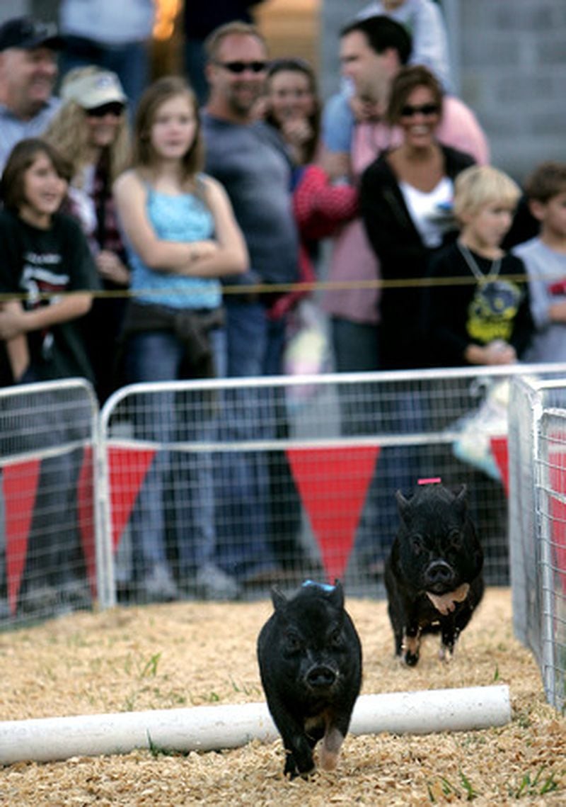 Cumming Country Fair & Festival visitors enjoy a pig race at the 2020 event. Phil Skinner/AJC