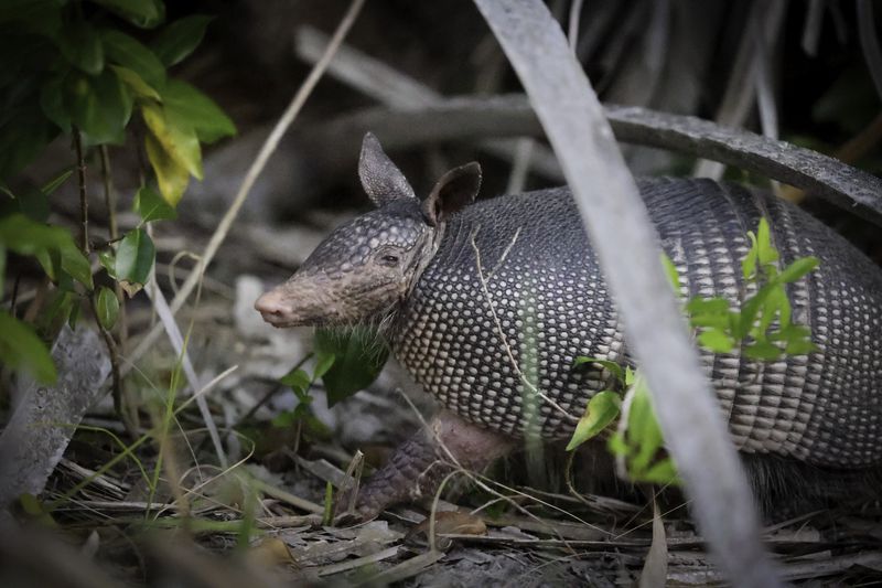 An armadillo roams a stretch of maritime hammock in search of food at Honeymoon Island in Dunedin, Florida. Scientists have teamed up to study whether armadillos fueled an uptick in human leprosy cases in Florida. (Douglas R. Clifford/Tampa Bay Times)