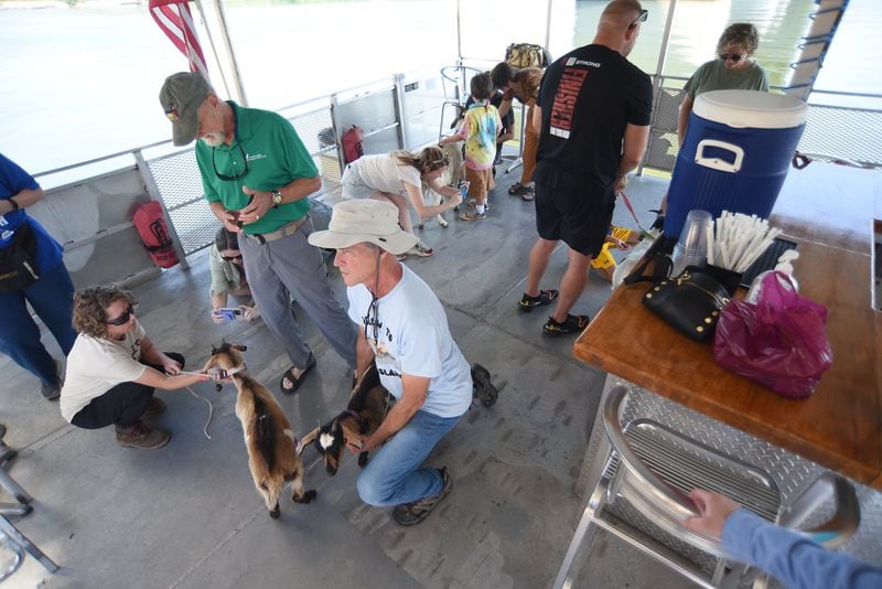 Goats load onto a boat at Ross’s Landing on Saturday, June 15, 2024. (Photo Courtesy of Matt Hamilton)