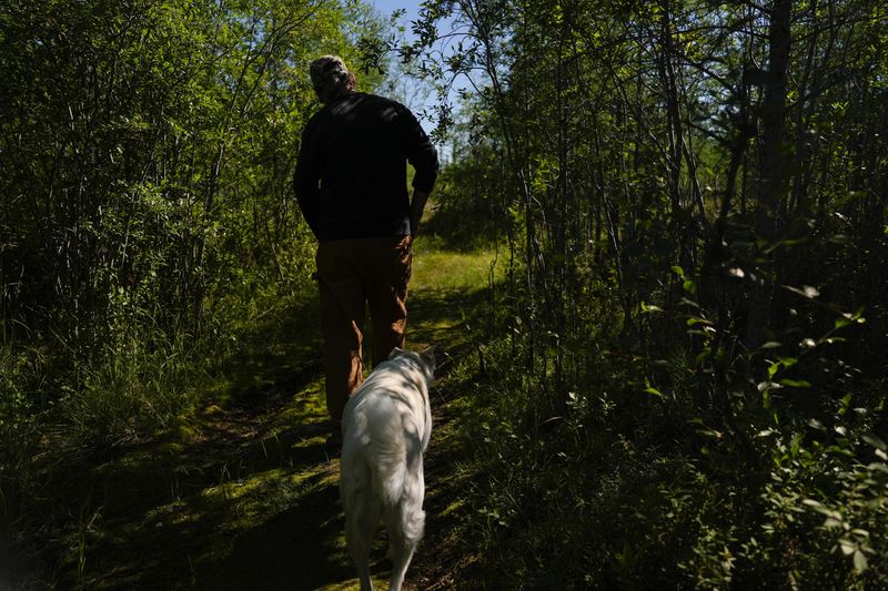 Dave Daley, a member of the Metis Nation, walks through his property, Thursday, Aug. 8, 2024, in Churchill, Manitoba. (AP Photo/Joshua A. Bickel)