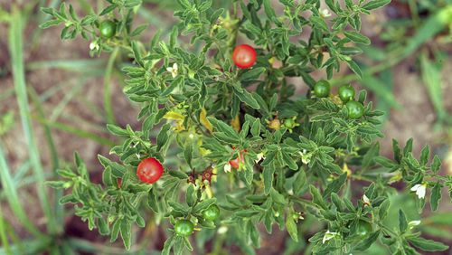 This undated image provided by Bugwood.org shows toxic Jerusalem cherry fruits, which closely resemble cherry tomatoes. (Charles T. Bryson/USDA Agricultural Research Service/Bugwood.org via AP)