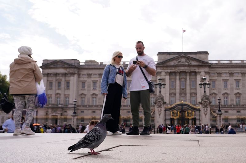 A pigeon walks amongst tourists who are visiting Buckingham Palace in London, Tuesday, Sept. 10, 2024. Kate, Princess of Wales announced Monday that she has completed chemotherapy treatment for cancer and plans to return to some public duties. (AP Photo/Alberto Pezzali)