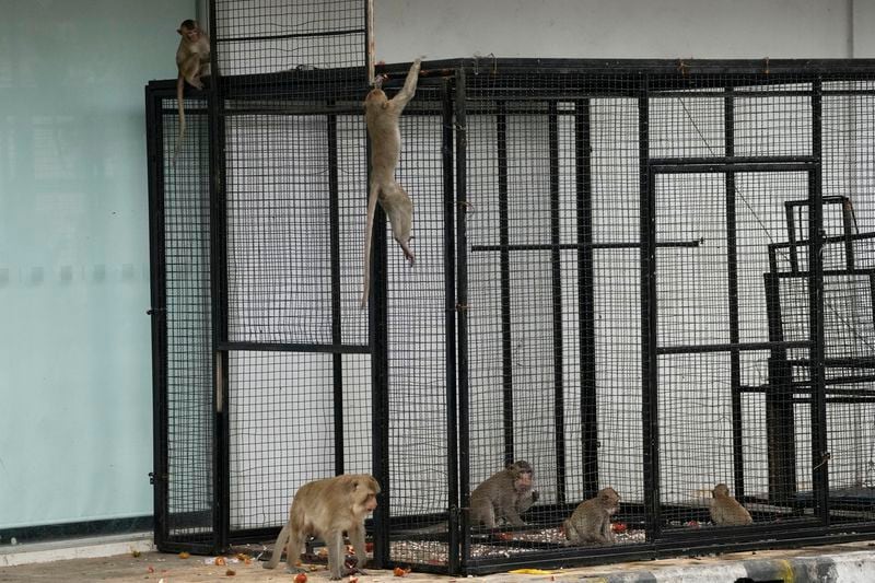 Monkeys eat rambutan inside a cage set up in an attempt to trap monkeys in Lopburi Province, north of Bangkok, Thailand, Friday, May 24, 2024. A Thai town, run ragged by its ever-growing population of marauding wild monkeys, began the fight-back, Friday, using trickery and ripe tropical fruit. (AP Photo/Sakchai Lalit)