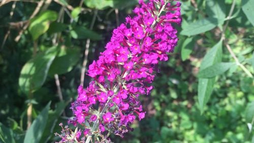 Copious blooms appear if a butterfly bush is pruned correctly. Walter Reeves for The Atlanta Journal-Constitution