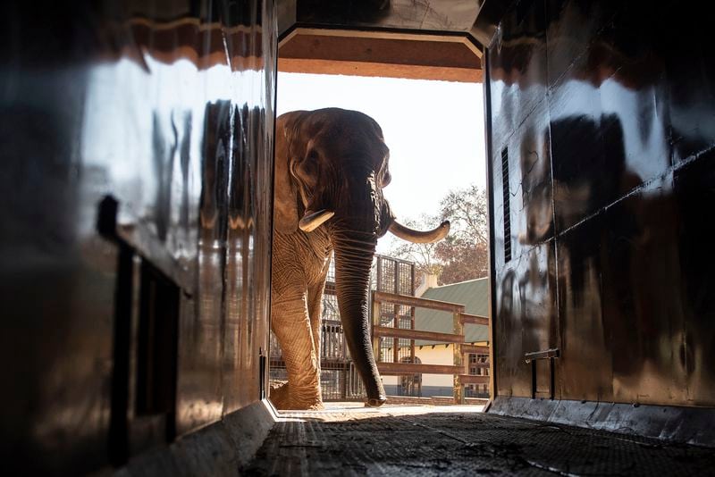 Charley, an ageing four-ton African elephant, is trained to enter a transport container, Friday Aug. 9, 2024 at the Pretoria, South Africa's, National Zoological Gardens. before being relocated to Shambala Private Game Reserve, South Africa, (AP Photo)