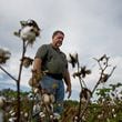 Lamar Vickers shows his heavily damaged cotton field caused by Hurricane Helene at Vickers Farms, Tuesday, October 1, 2024, in Nashville, Ga. Vickers farms in partnership with his brother, Lamar, his brother Carlos and son Bradley. They grow blueberries, watermelons, tobacco, peanuts, cotton and corn. (Hyosub Shin / AJC)