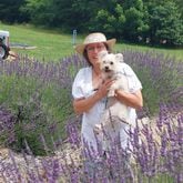 Susan Lamb and her dog Izzy are seen amid a stand of fragrant lavender blossoms. (Courtesy of Lavender Lamb Farm)