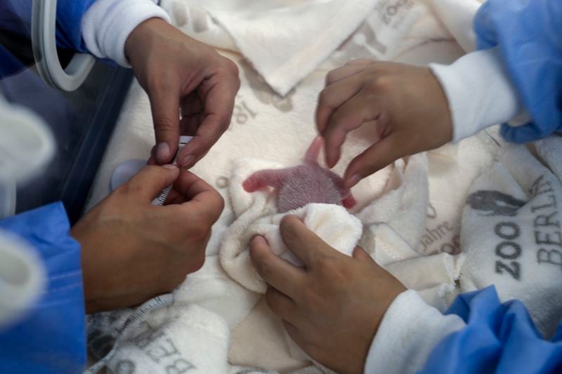 This photo released by the Zoo Berlin shows employee measuring newborn giant panda twins at the Zoo in Berlin on Thursday, Aug. 22, 20024. (© 2024 Zoo Berlin via AP)