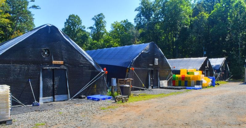 Greenhouses on Ellijay Mushrooms' farm have blackout material covering them to help keep the temperatures low for the mushrooms. (Chris Hunt for The Atlanta Journal-Constitution)