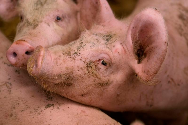 Pigs roam in a shed of the Piggly farm in Pegognaga, near Mantova, northern Italy, Wednesday, Sept. 25, 2024. (AP Photo/Luca Bruno)