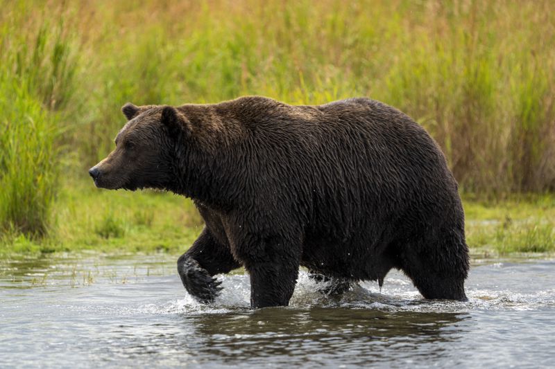 This image provided by the National Park Service shows 151 Walker at Katmai National Park in Alaska on Sept. 12, 2024. (F. Jimenez/National Park Service via AP)