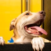 One of the dogs available for adoption peers out of a visitation window at the grand opening of the Fulton County Animal Shelter on Saturday, Dec. 2, 2023. (Olivia Bowdoin for the Atlanta Journal-Constitution). 