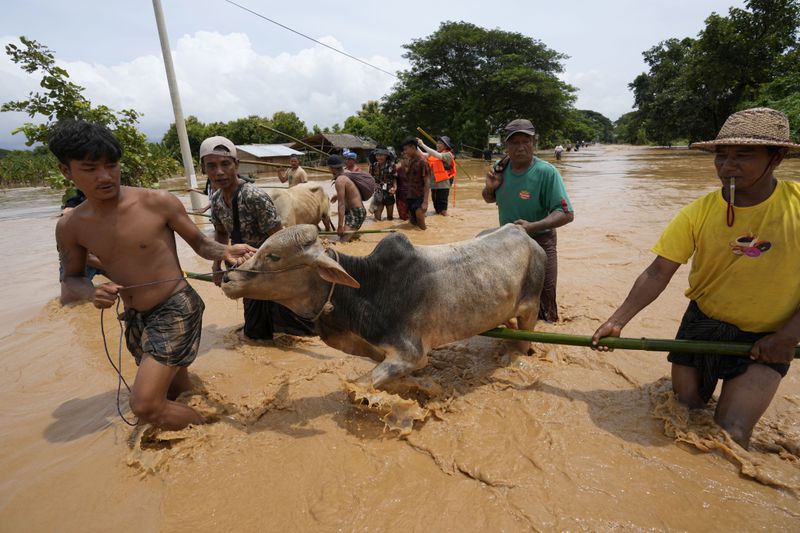 Local residents wade through water with their cows in Naypyitaw, Myanmar, Saturday, Sept. 14, 2024. (AP Photo/Aung Shine Oo)