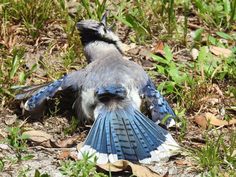 A blue jay is shown sunning and anting, processes that help keep feathers clean and healthy. In anting, the bird rubs ants on its skin and feathers to release formic acid that inhibits feather-damaging parasites. 
Courtesy of Elaphe 1011/Creative Commons