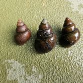 Invasive Chinese and Japanese mystery snails have been found in Lake Lanier, Georgia wildlife officials say, posing threats to humans and native wildlife.