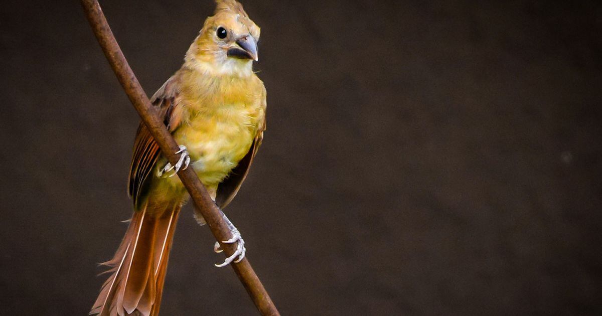 Female Cardinals: Identification Tips, Rare Color Variants, And