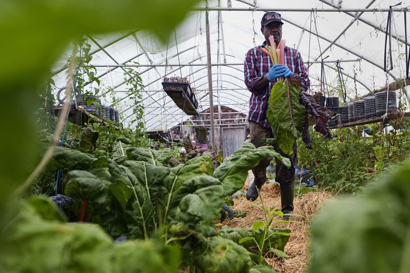 Farmer Sylvain Bukasa, a refugee from Democratic Republic of the Congo, harvests chard at his greenhouse at Fresh Start Farm, Aug. 19, 2024, in Dunbarton, N.H. (AP Photo/Charles Krupa)