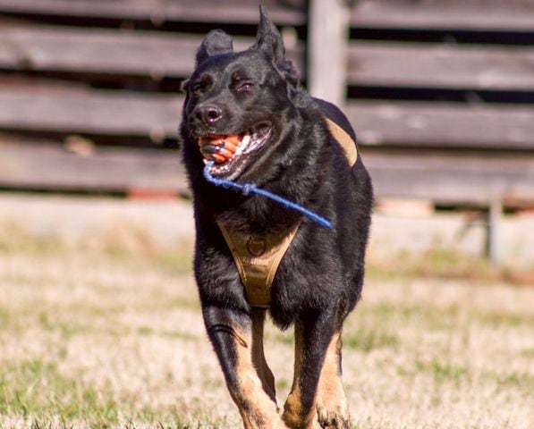 Famous Alpharetta police K-9 retiring from service