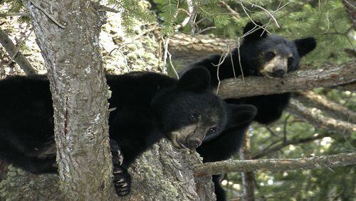 9 people in Florida are facing charges, including animal cruelty, for allegedly baiting black bears and killing them with dogs.