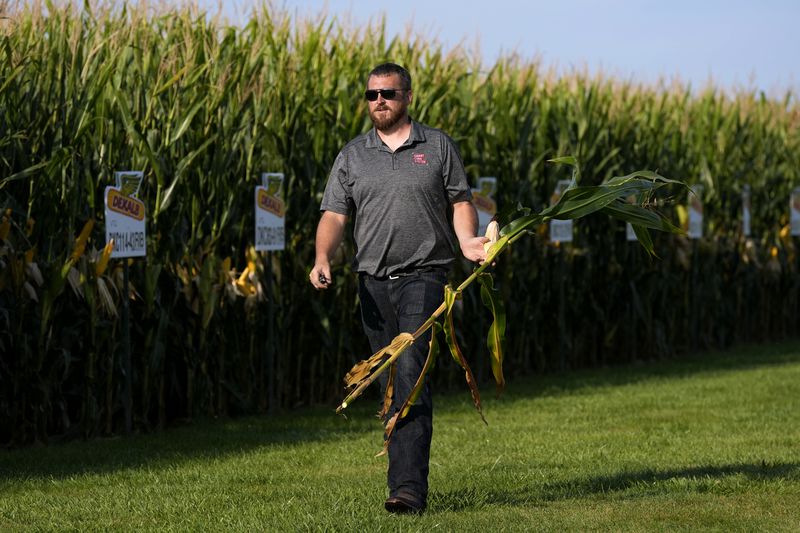 Cameron Sorgenfrey holds a corn stalk as he walks past one of his fields, Monday, Sept. 16, 2024, in Wyoming, Iowa. (AP Photo/Charlie Neibergall)