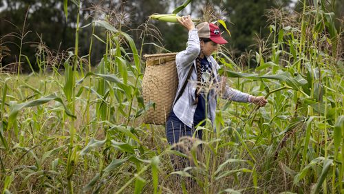 Lea Zeise, one of Ohe·laku's co-coordinators of the non-profit that works with the families planting crops, picks a cob of white corn in its early form known as green corn, during a harvest on the Oneida Indian Reservation on Friday, Aug. 30, 2024, in Oneida, Wis. (AP Photo/Mike Roemer)