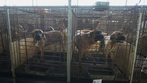 FILE - Dogs are seen in cages at a dog farm in Pyeongtaek, South Korea on June 27, 2023. (AP Photo/Ahn Young-joon, File)