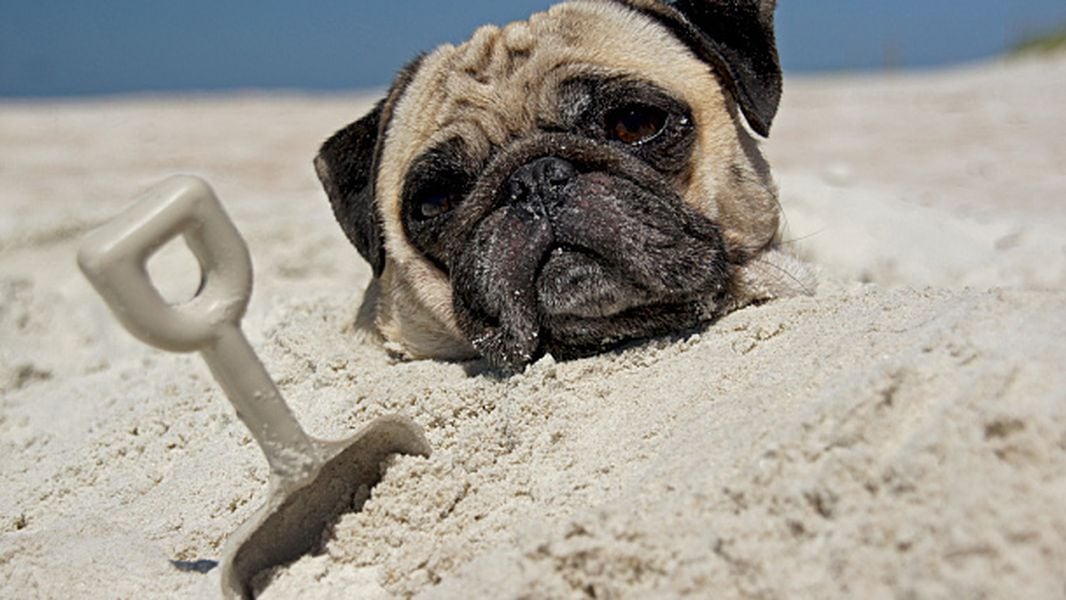 10 Of America S Best Dog Friendly Beaches