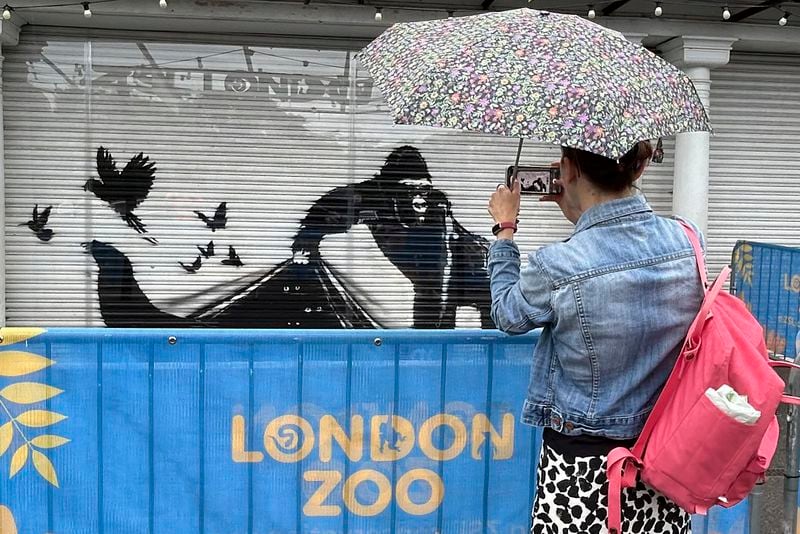 A woman photographs a mural by the elusive street artist Banksy at the entrance to the London Zoo, Wednesday, Aug. 14, 2024. The elusive street artist's recent works that appeared all over London on nine consecutive days apparently came to a conclusion after a final mural surprised staff who arrived early Tuesday to feed the animals at the London Zoo. (AP Photo/Brian Melley)